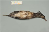 藏品(黑冠麻鷺)的圖片